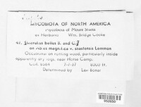 Meruliopsis bella image